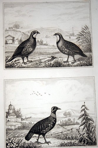 Oiseaux buffon gravure - oiseaux,