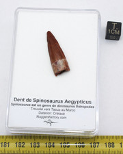 Dent de dinosaure Spinosaurus Aegypticus dans une boite (3.0 centimètres-231**)