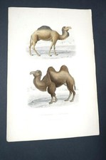 le Dromadaire le Chameau gravée par Oudet d'après Ed Travies  19 ème 