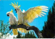 Animaux - Oiseaux - Cacatoes à huppe jaune - CPM - Voir Scans Recto-Verso