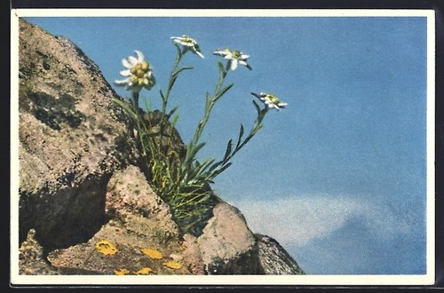 Carte postale photo emanuel - carte,