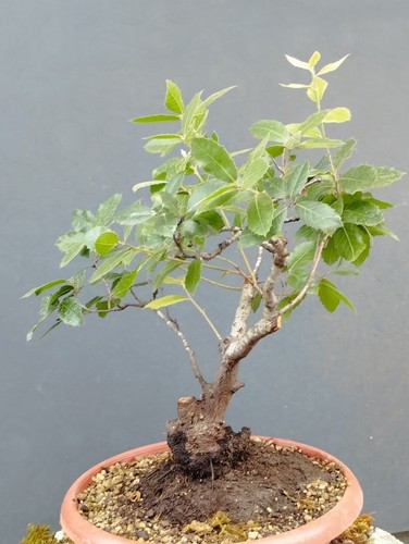 Bonsaï chêne robuste - 40, 12