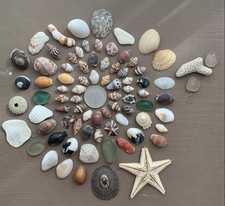 Coque du Japon Diverses