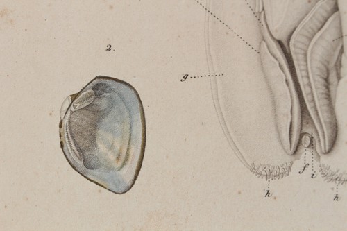 Molluscs engraving animal - engraving,