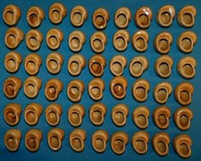 LOT DE 54 COQUILLES A