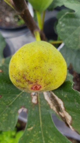 Ficus carica lattay - 'lattay', /