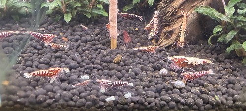 Lot crevettes red - crevettes,