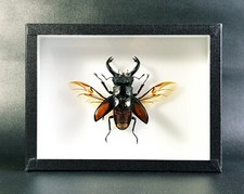Véritable coléoptère : Hexarthrius parryi - (insecte, entomologie, taxidermie)