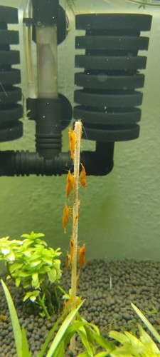 Aquarium lot crevettes - de,