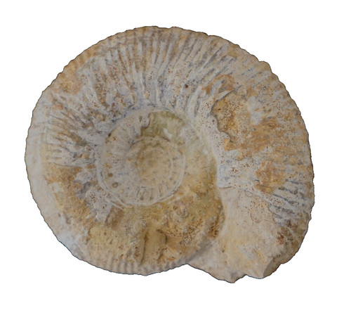 Ammonite fossile bajocien - fossile,
