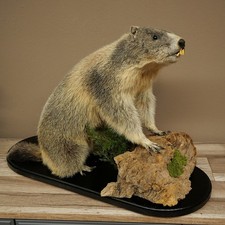 Préparation De Marmotte