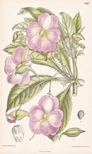 Impatiens Oliveri Afrique