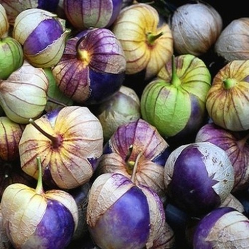 100 graines tomatillo - de,