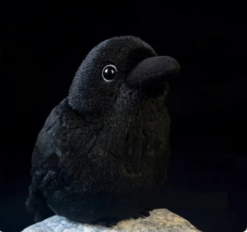 Black raven crow bird - black,