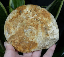 Ammonite Fossile 11x10.5cm