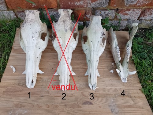 Grand crâne sanglier - grand,