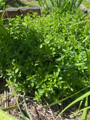 Origanum majorana x10 boutures - origanum,