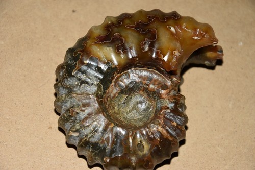 Ammonite douvilleiceras - ammonite,