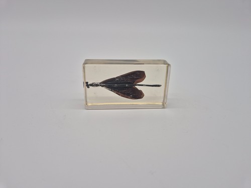 Insecte naturalisé inclusion - insecte,