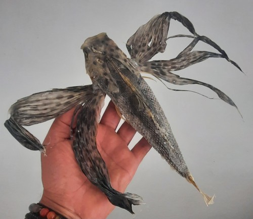 Curiosité taxidermie - ,,