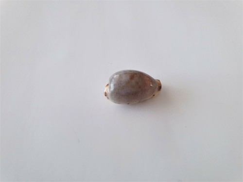 Coquillages cypraea gracilis - coquillages cypraea,