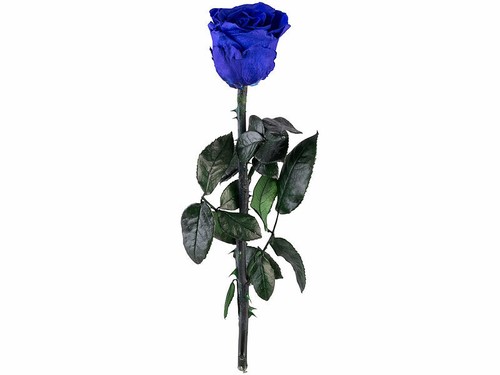 Rose éternelle avec - tige,