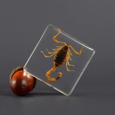Véritable insecte scarabée - véritable,