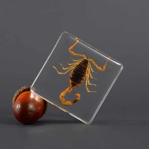 Véritable insecte scarabée - insecte,