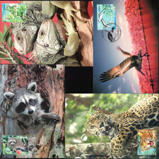 4033/6+  FDC  4 CARTES 1er JOUR     ESPECES PROTEGEES D' OUTRE MER