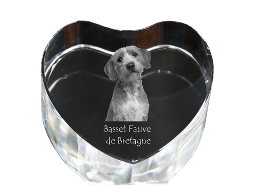 Basset fauve bretagne cœur - basset, de