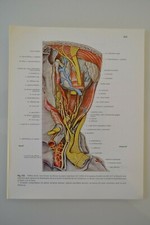 PLANCHE D'ANATOMIE HUMAINE