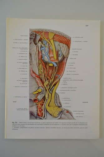 Planche anatomie humaine - d'anatomie,