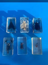 Lot De 6 Résine inclusion