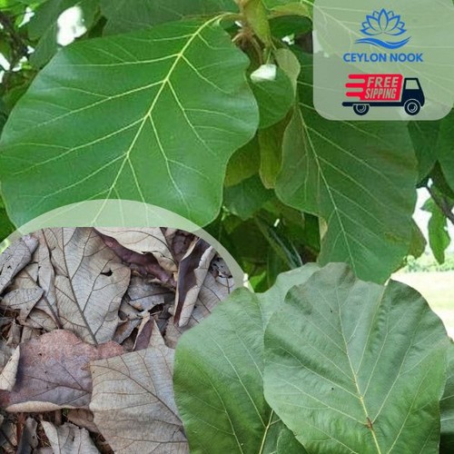 Organic dried teak - organic, leaves