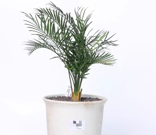 Pot 18cm rare cacti - pot,