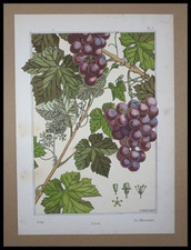 MP VERNEUIL : Vigne, GRASSET