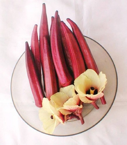 Graines gombo rouge - 25,
