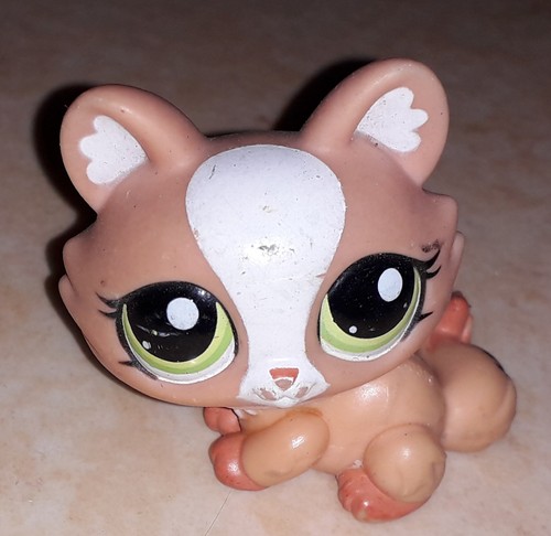 Petshop chat sphynx 1868