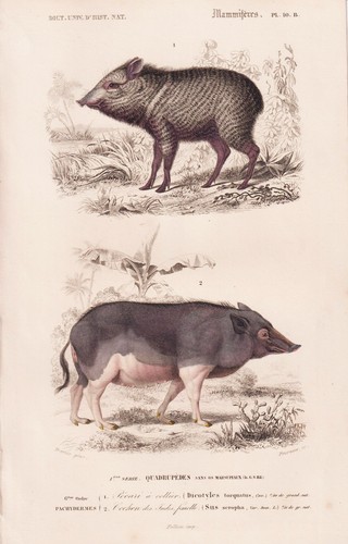 Sanglier pecari pig tajacu - pecari,