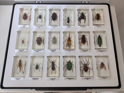 Coffret collection insectes - coffret,