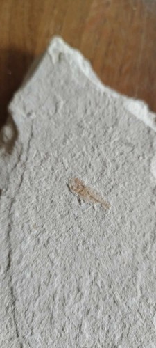 Fossile poisson collection - fossile,