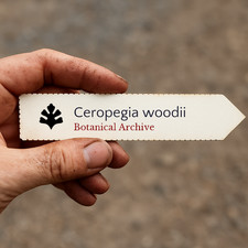 Ceropegia woodii 100 SEEDS -