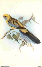 Animaux - Oiseaux - Platycercus Flaveolus - Dessin de John Gould - CPM - Voir Sc