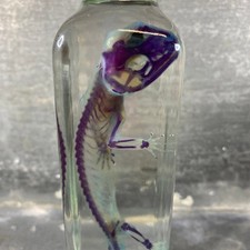 Spécimen Diaphanie de gecko léopard (Eublepharis macularius), histoire naturelle