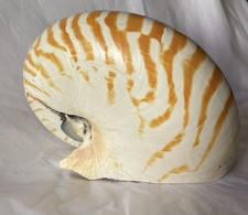 nautilus coquillage 15,5 cm