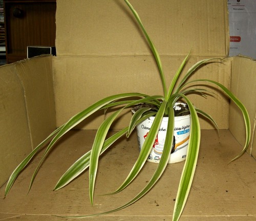 Jeune chlorophytum 9 - jeune, n°9