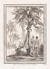West Africa Palm Arbres