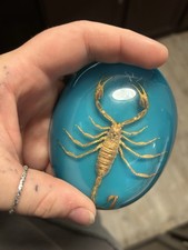 Real Preserved Golden Scorpion