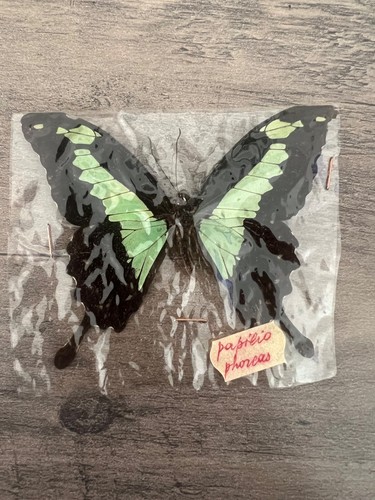 Papillon naturalise papillio - papillon, naturalise-papillio