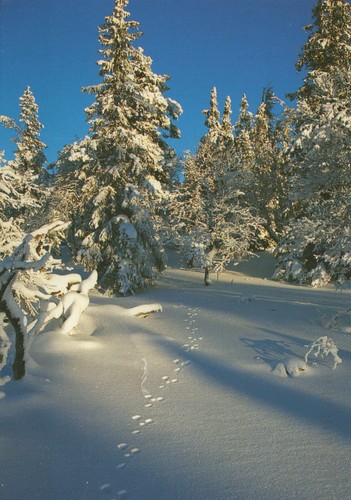 Carte postale paysage - postale,
